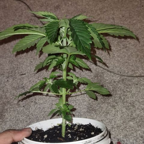 Purple punch growlog timeline photo