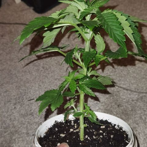 Purple punch growlog timeline photo