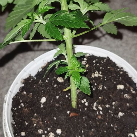 Purple punch growlog timeline photo