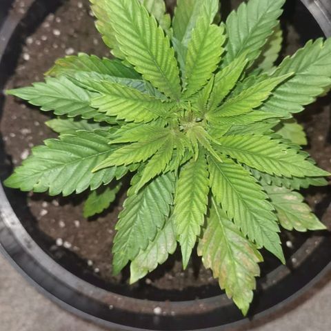 Purple punch growlog photo: After transplant 