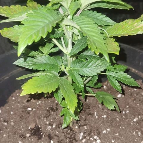 Purple punch growlog photo: After transplant 