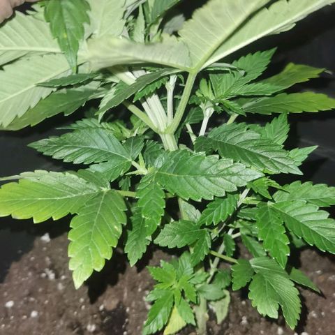 Purple punch growlog photo: After transplant 