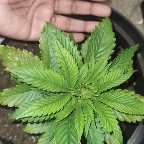 Purple punch growlog photo: After transplant 