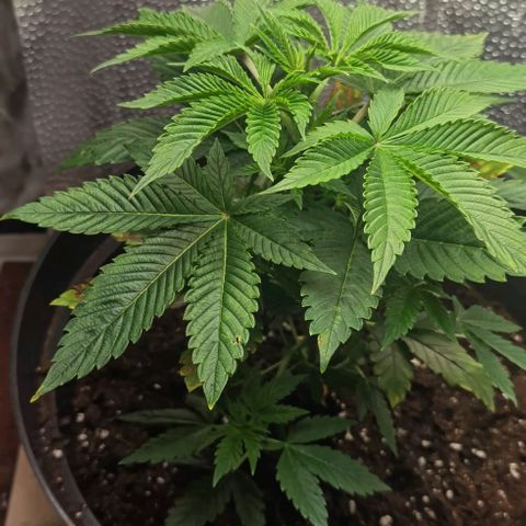 Purple punch growlog timeline photo