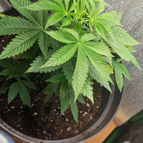 Purple punch growlog timeline photo
