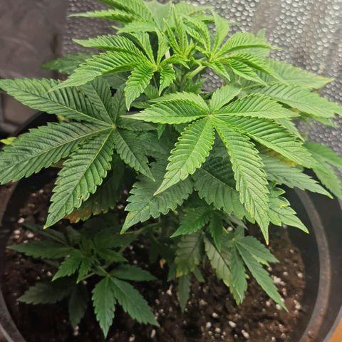 Purple punch growlog timeline photo