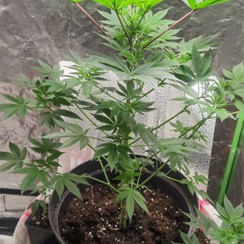 Purple punch growlog timeline photo