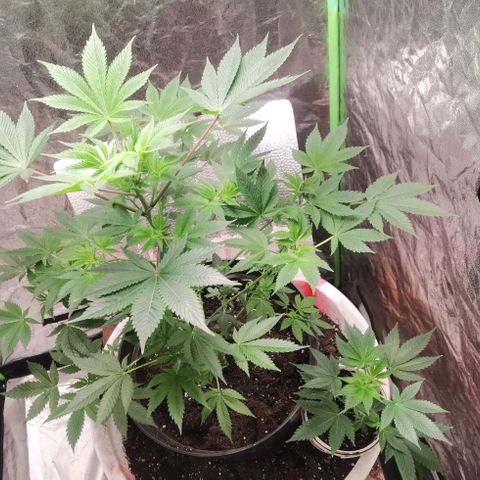 Purple punch growlog timeline photo