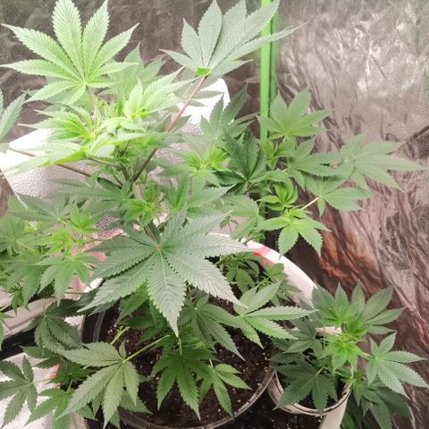 Purple punch growlog timeline photo