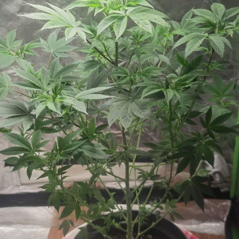 Purple punch growlog timeline photo