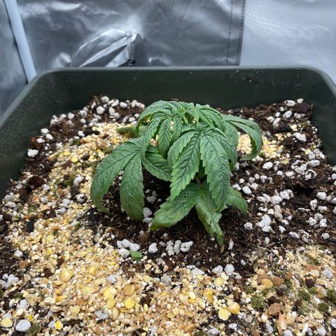 Claudia Jean - Skunk Hero #1 growlog timeline photo