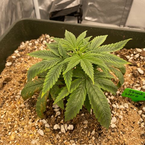 Claudia Jean - Skunk Hero #1 growlog timeline photo