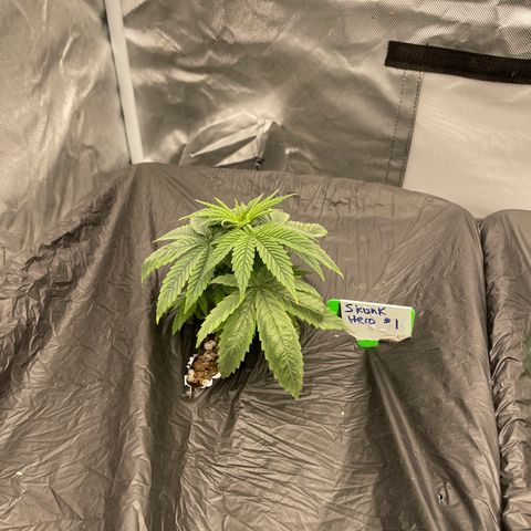 Claudia Jean - Skunk Hero #1 growlog timeline photo