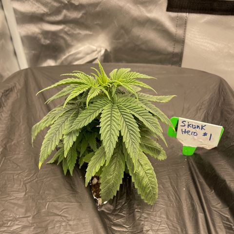Claudia Jean - Skunk Hero #1 growlog timeline photo