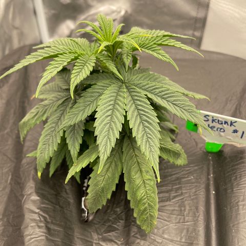 Claudia Jean - Skunk Hero #1 growlog timeline photo