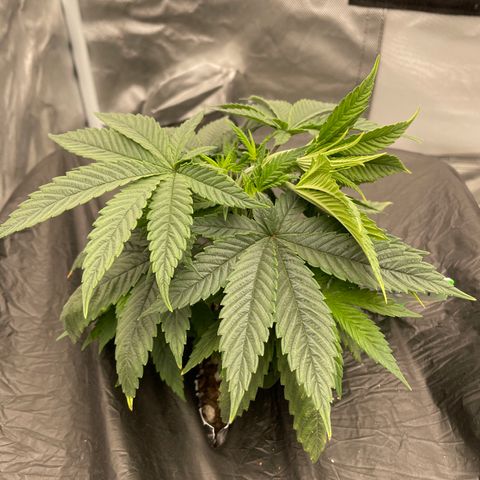 Claudia Jean - Skunk Hero #1 growlog timeline photo