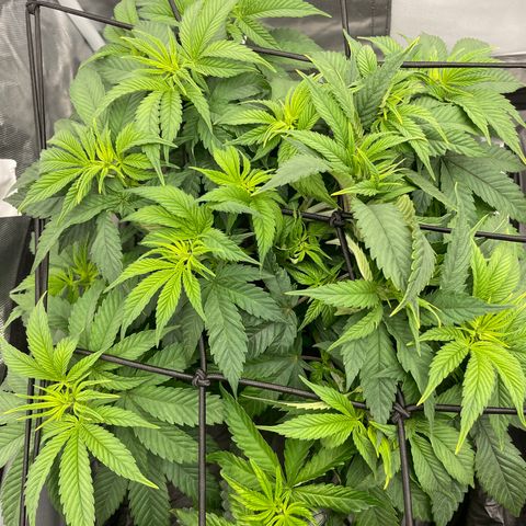 Claudia Jean - Skunk Hero #1 growlog timeline photo