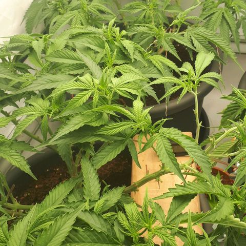 Bruce Banner #3 growlog timeline photo