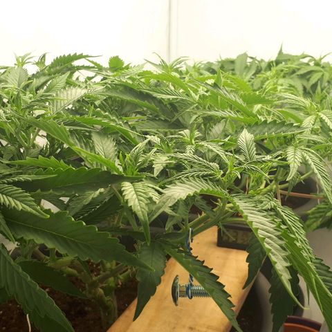 Bruce Banner #3 growlog timeline photo