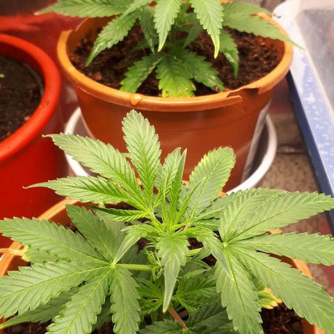Bruce Banner #3 growlog timeline photo