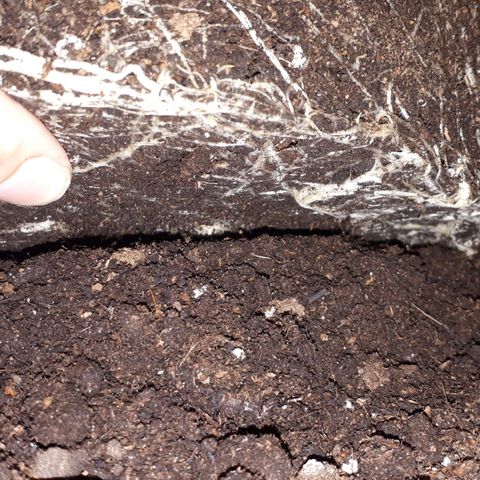 Frisian Duck growlog timeline photo