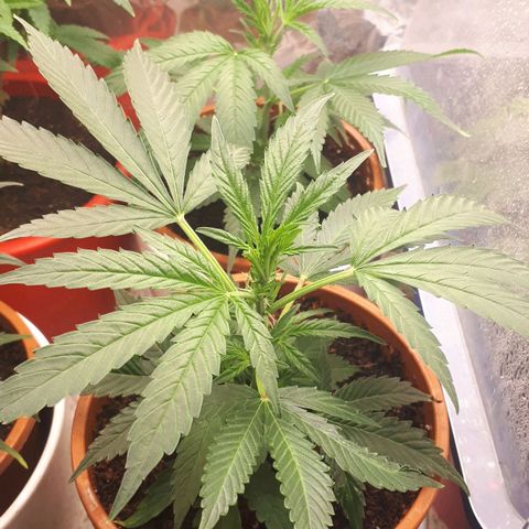 Bruce Banner #3 growlog timeline photo