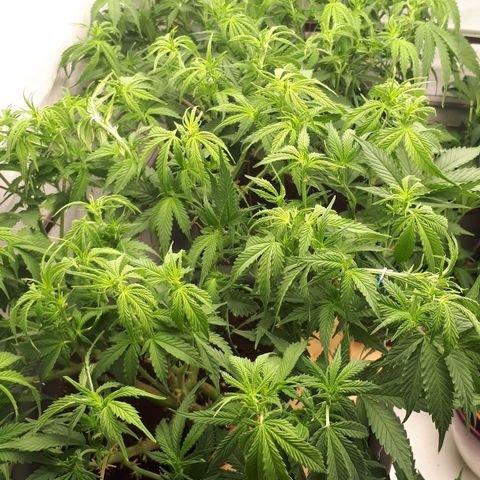 Bruce Banner #3 growlog timeline photo
