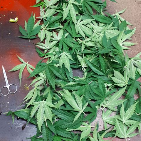 Bruce Banner #3 growlog timeline photo