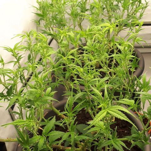 Bruce Banner #3 growlog timeline photo