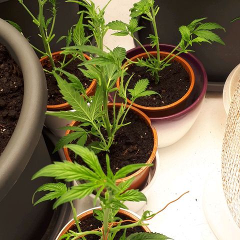 Bruce Banner #3 growlog timeline photo