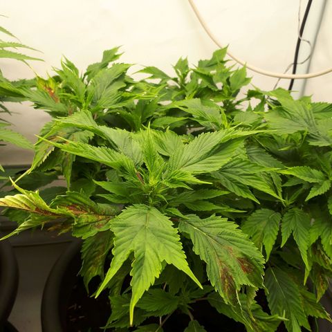 Frisian Duck growlog timeline photo
