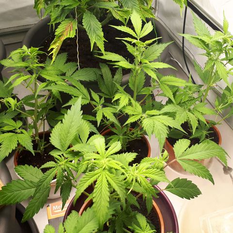 Bruce Banner #3 growlog timeline photo