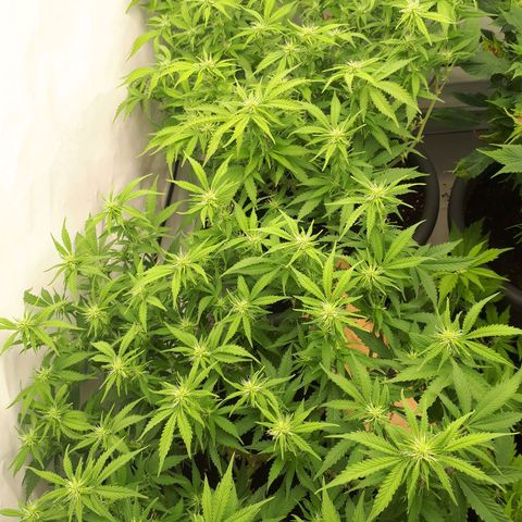 Bruce Banner #3 growlog timeline photo