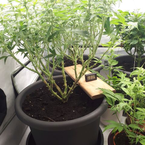 Bruce Banner #3 growlog timeline photo