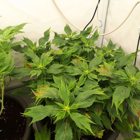 Frisian Duck growlog timeline photo