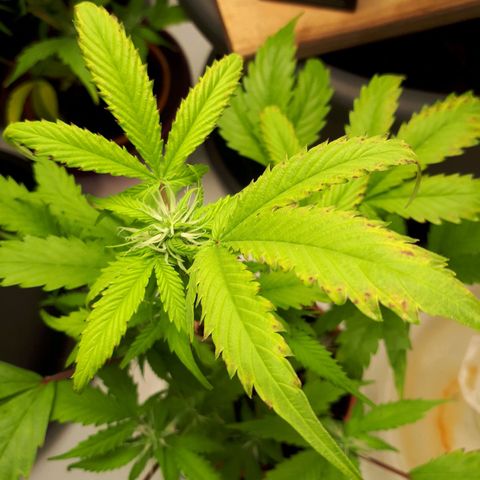 Bruce Banner #3 growlog timeline photo