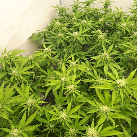 Bruce Banner #3 growlog timeline photo