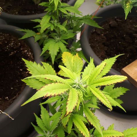 Bruce Banner #3 growlog timeline photo