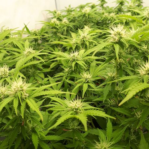 Bruce Banner #3 growlog timeline photo