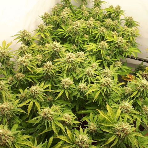 Bruce Banner #3 growlog timeline photo