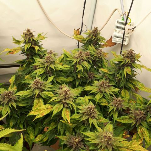 Frisian Duck growlog timeline photo