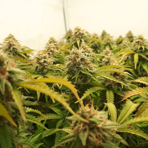 Bruce Banner #3 growlog timeline photo