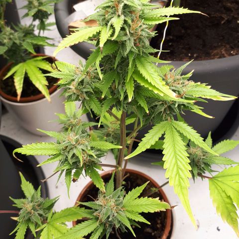 Bruce Banner #3 growlog timeline photo