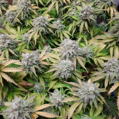 Bruce Banner #3 growlog timeline photo