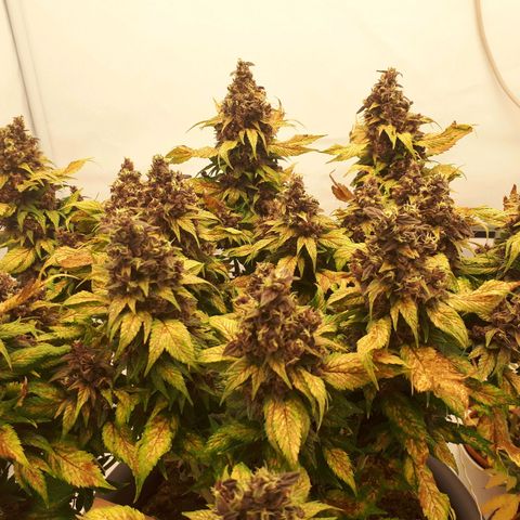 Frisian Duck growlog timeline photo