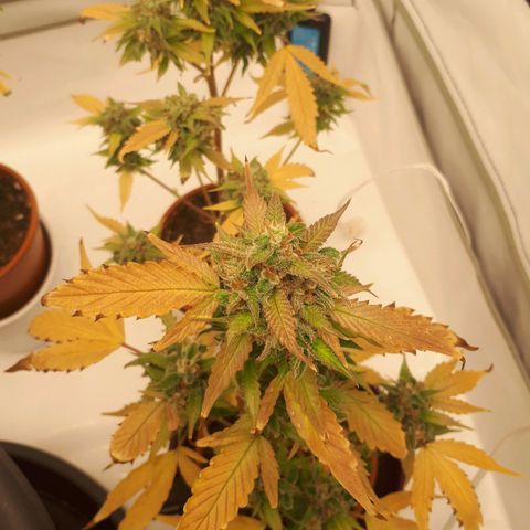 Bruce Banner #3 growlog timeline photo