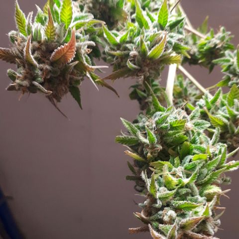 Bruce Banner #3 growlog timeline photo