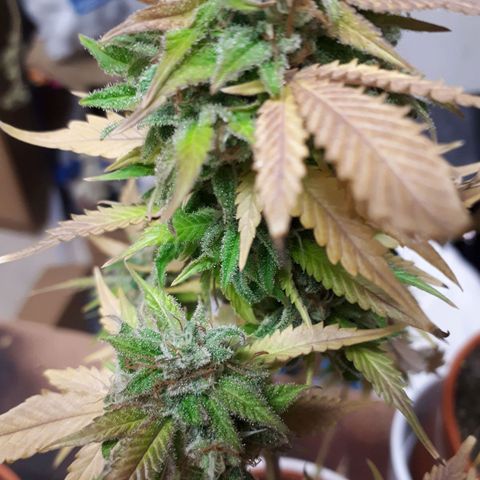 Bruce Banner #3 growlog timeline photo