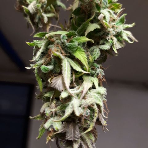 Bruce Banner #3 growlog timeline photo