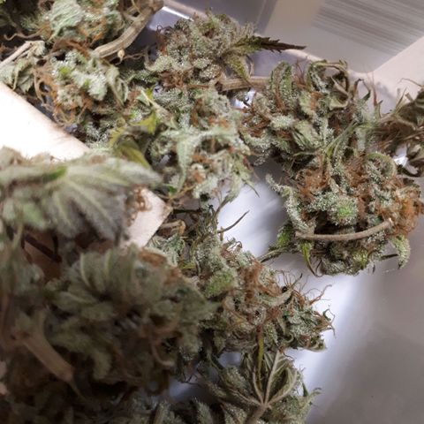 Bruce Banner #3 growlog timeline photo